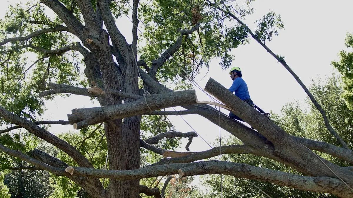 Professional Crown Thinning performed by certified arborists in Dunnell